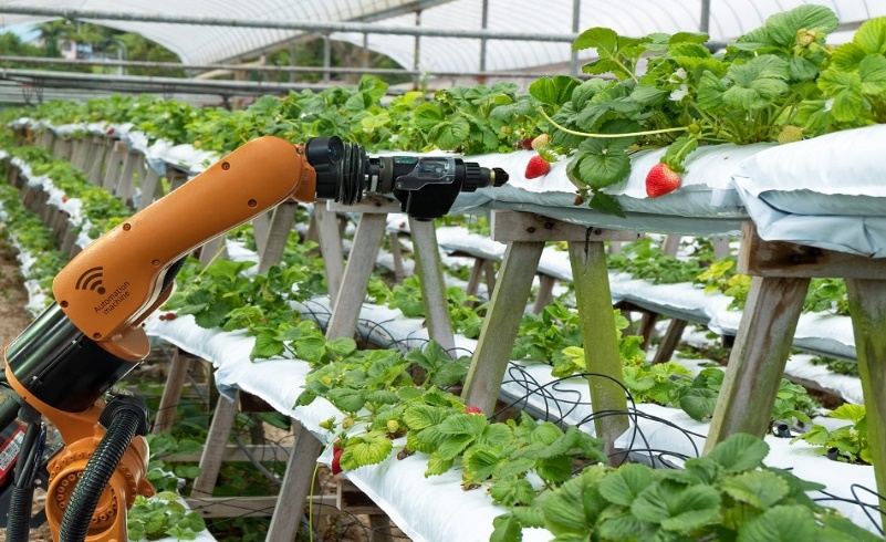 Robotic harvesting