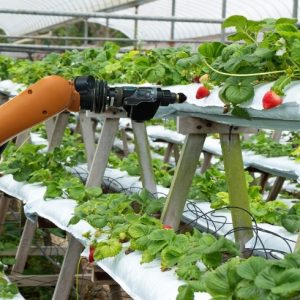 Robotic harvesting